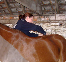 Equine Massage Therapy